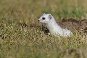 Biosphere: Stoat (Mustela erminea), in a meadow, biosphere