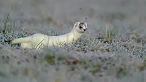 Coat: Stoat (Mustela erminea), in a meadow with hoarfrost