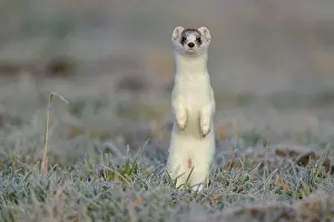 Coat: Stoat (Mustela erminea), in a meadow with hoarfrost