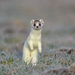 Coat: Stoat (Mustela erminea), in a meadow with hoarfrost