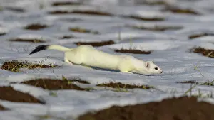 Jura: Stoat (Mustela erminea), in a meadow with residual