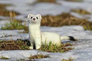 Jura: Stoat (Mustela erminea), in a meadow with residual