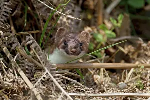 Stoats: Stoat