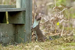 Rspb: Stoat