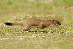 Stoats: Stoat