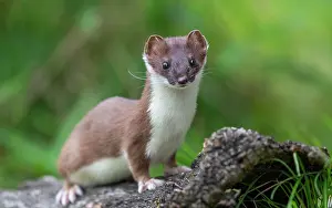 Erminea: Stoat (Mustela erminea), on an old root, captive