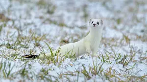 Biosphrenreservat: Stoat (Mustela erminea), in winter fur on a meadow