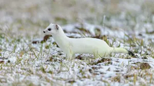Biosphrenreservat: Stoat (Mustela erminea), in winter fur on a meadow