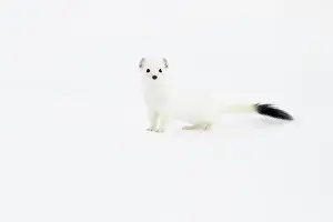 Monoculture: Stoat (Mustela erminea) in winter fur in the snow