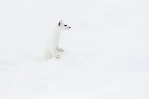 Monochrome: Stoat (Mustela erminea) in winter fur in the snow