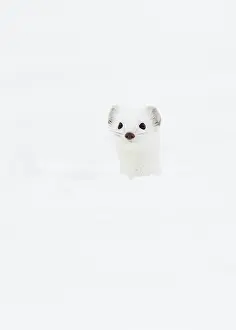 Monochrome: Stoat (Mustela erminea) in winter fur in the snow