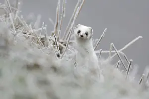 Ditch: Stoat