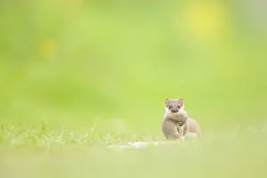 Erminea: Stoat (Mustela Erminea) with young in mouth sta