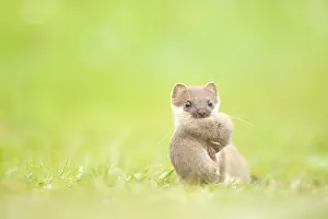 Erminea: Stoat (Mustela Erminea) with young in mouth sta