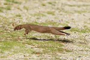 Stoats: Stoat - running