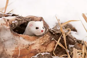 Ermine: Stoat / Short tailed Weasel