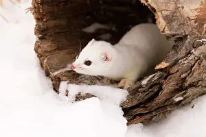 Ermine: Stoat / Short tailed Weasel