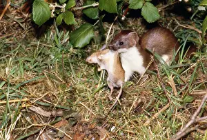 Stoats: Stoat - with wood mouse