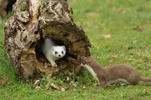 Dress: Stoats (Mustela erminea)