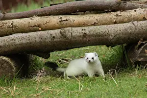 Heathland: Stoats (Mustela erminea)