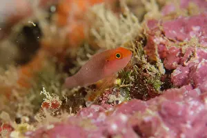 January: Stobb's Dwarfgoby
