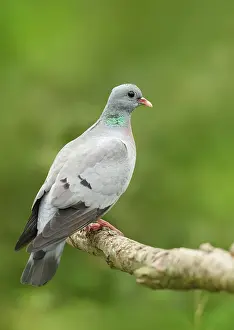 Columba: Stock Dove