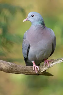 Columba: Stock Dove