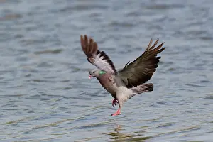 Columba: Stock Dove