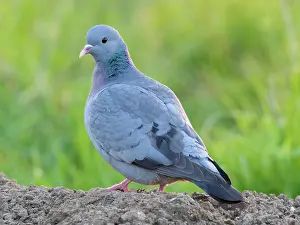 Columba: Stock Dove