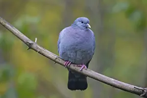 Oenas: Stock Dove adult perched on twig