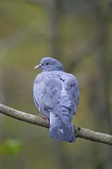 Oenas: Stock Dove adult perched on twig