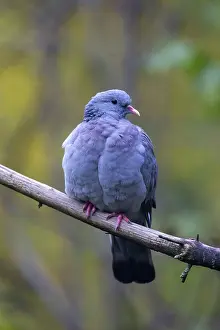 Columba: Stock Dove adult perched on twig