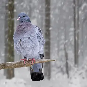 Storage: Stock dove (Columba oenas) with fluffed up feathers