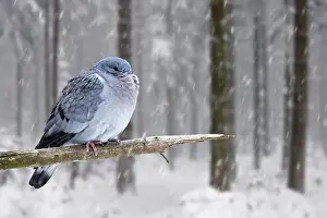 Storage: Stock dove (Columba oenas) with fluffed up feathers