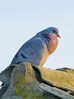 Barn: Stock Dove - displaying on barn roof
