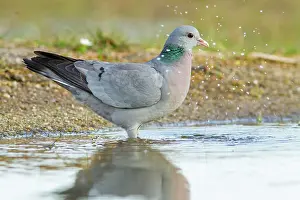 Oenas: Stock Dove drinking from pool