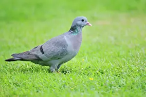 Oenas: Stock Dove - on ground