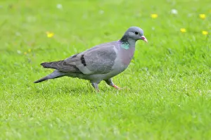 Oenas: Stock Dove - on ground