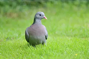 Oenas: Stock Dove - on ground