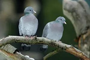 Oenas: Stock Dove - male and female sitting on branch
