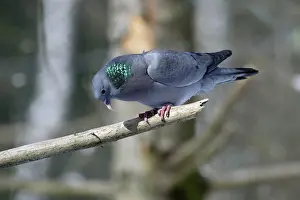 Oenas: Stock Dove - male sitting on branch crooning, in