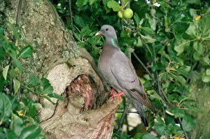Oenas: Stock Dove - at nest site
