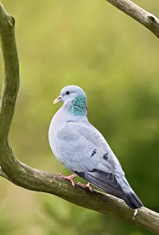 Oenas: Stock Dove / Pigeon - on branch
