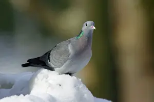 Oenas: Stock Dove - siiting on ground in snow, winter