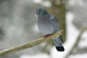 Oenas: Stock Dove - sitting on branch in snow, winter