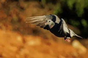 Penalajo: stock dove or stock pigeon