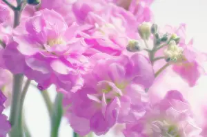 Matthiola: Stock