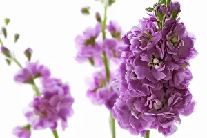 Matthiola: Stock
