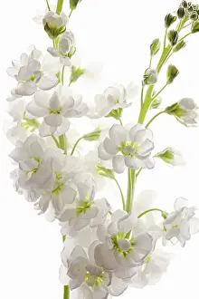 Matthiola: Stock