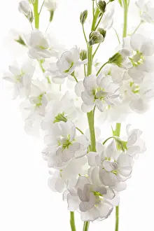Matthiola: Stock